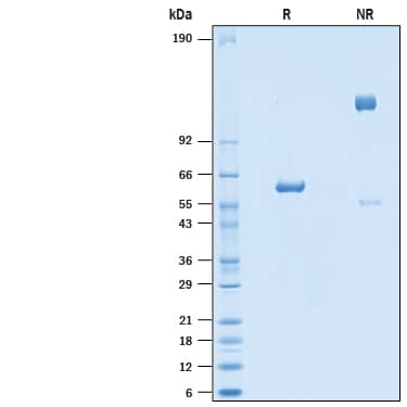 2 μg/lane of Recombinant SARS-CoV-2 B.1.1.7 N501Y Spike RBD Fc Chimera (Catalog # 10717-CV) was resolved with SDS-PAGE under reducing (R) and non-reducing (NR) conditions and visualized by Coomassie® Blue staining, showing bands at 55-65 kDa and 100-120 kDa, respectively.