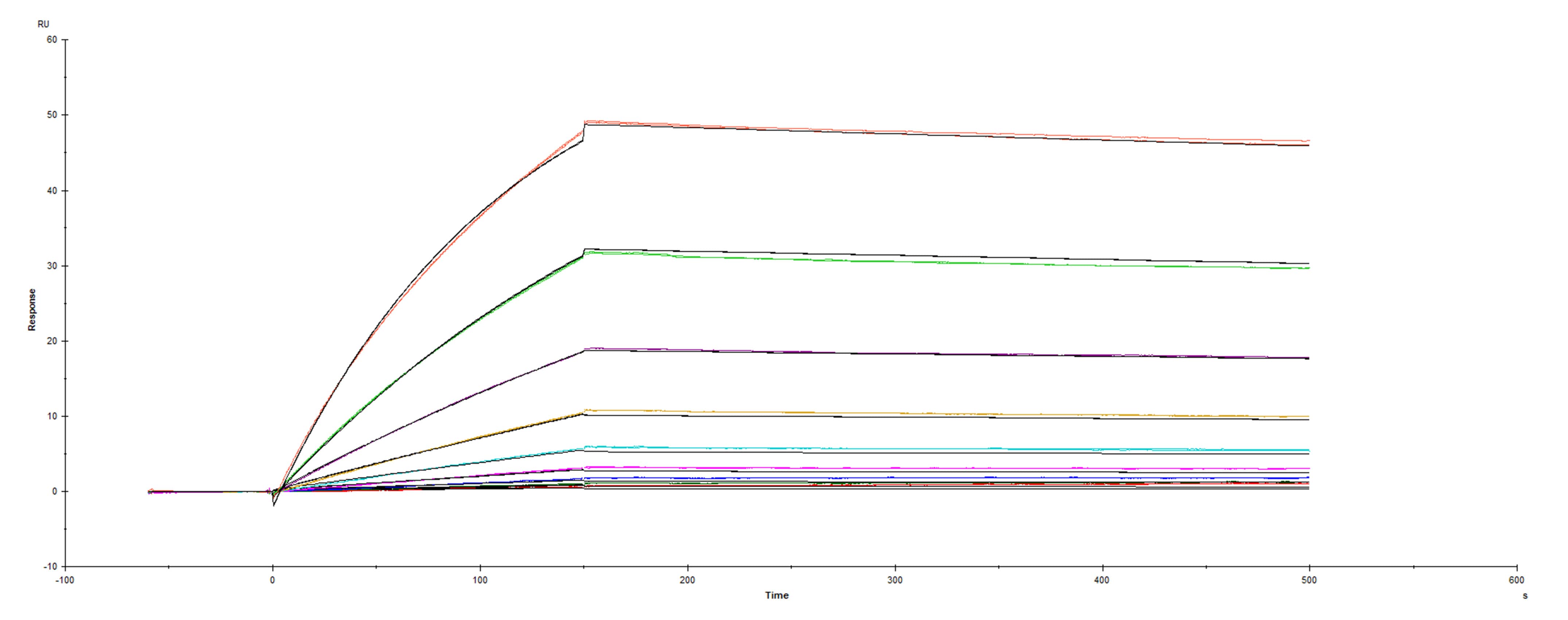 Recombinant SARS-CoV-2 Spike RBD N501Y Fc was immobilized on a Biacore Sensor Chip CM5, and binding to recombinant human ACE-2 (933-ZN) was measured at a concentration range between 0.18 nM and 47.2 nM. The double-referenced sensorgram was fit to a 1:1 binding model to determine the binding kinetics and affinity, with an affinity constant of KD=0.9196 nM.