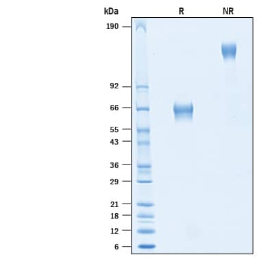 2 μg/lane of Recombinant Canine TIM-3 Fc Chimera (Catalog # 10719-TM) was resolved with SDS-PAGE under reducing (R) and non-reducing (NR) conditions and visualized by Coomassie® Blue staining, showing bands at 58-69 kDa and 116-138 kDa, respectively.