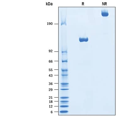 2 μg/lane of Recombinant Canine Tie-2 Fc Chimera (Catalog # 10720-T2) was resolved with SDS-PAGE under reducing (R) and non-reducing (NR) conditions and visualized by Coomassie® Blue staining, showing bands at 115-135 kDa and 230-270 kDa, respectively.