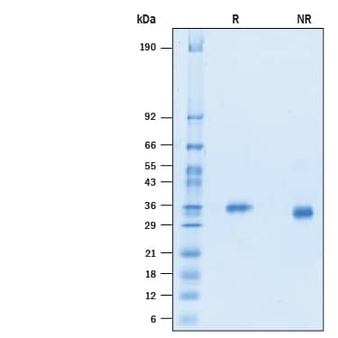 2 μg/lane of Recombinant SARS-CoV-2 B.1.1.7 N501Y Spike RBD His-tag (Catalog # 10730-CV) was resolved with SDS-PAGE under reducing (R) and non-reducing (NR) conditions and visualized by Coomassie® Blue staining, showing bands at 34-38 kDa.