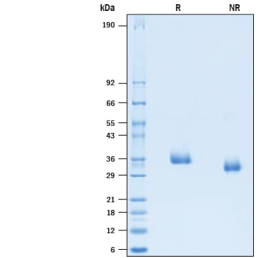 2 μg/lane of Recombinant SARS-CoV-2 B.1.351 Spike RBD His-tag (Catalog # 10735-CV) was resolved with SDS-PAGE under reducing (R) and non-reducing (NR) conditions and visualized by Coomassie® Blue staining, showing bands at 34-38 kDa.