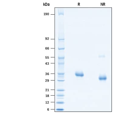 2 μg/lane of Recombinant SARS-CoV-2 Y453F Spike RBD His-tag (Catalog # 10744-CV) was resolved with SDS-PAGE under reducing (R) and non-reducing (NR) conditions and visualized by Coomassie® Blue staining, showing bands at 31-37 kDa and 28-35 kDa, respectively.