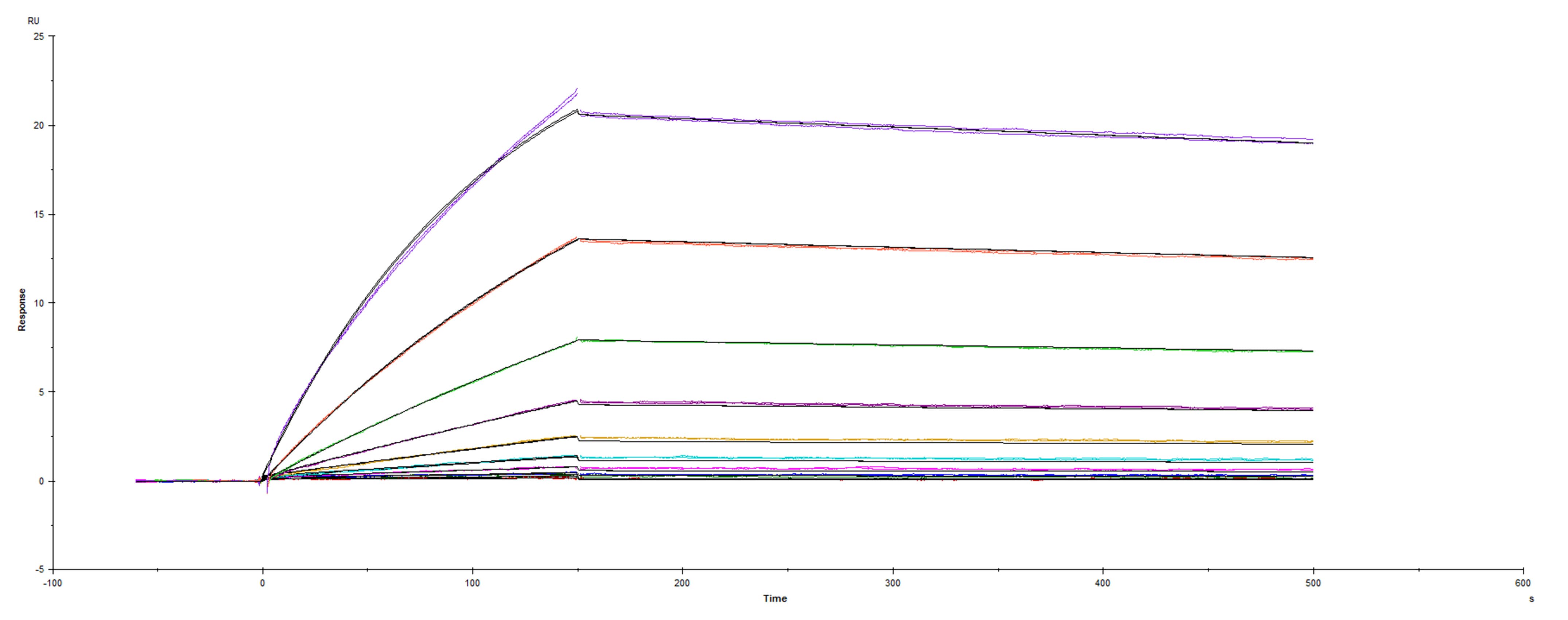 Recombinant SARS-CoV-2 Spike RBD Y453F His-tag was immobilized on a Biacore Sensor Chip CM5, and binding to recombinant human ACE-2 (933-ZN) was measured at a concentration range between 0.18 nM and 94.3 nM. The double-referenced sensorgram was fit to a 1:1 binding model to determine the binding kinetics and affinity, with an affinity constant of KD=2.430 nM.