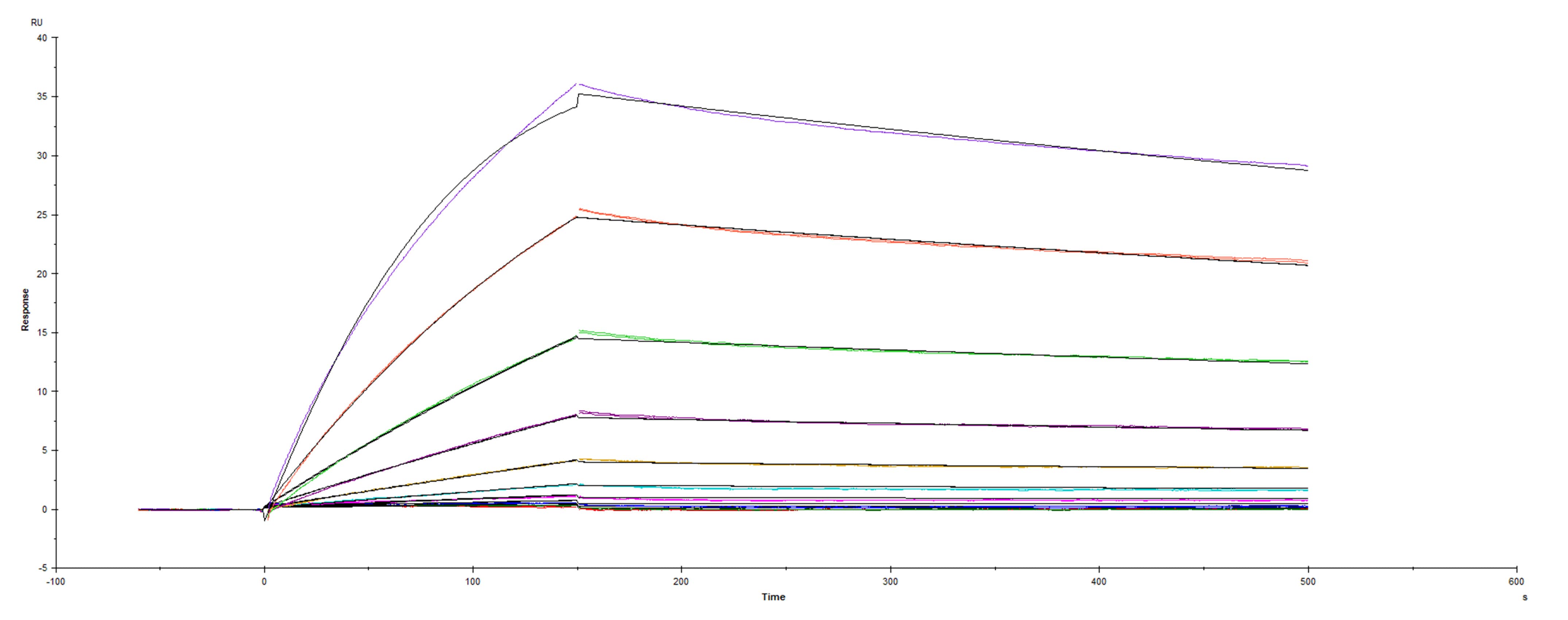 Recombinant SARS-CoV-2 Spike RBD E484K His-tag was immobilized on a Biacore Sensor Chip CM5, and binding to recombinant human ACE-2 (933-ZN) was measured at a concentration range between 0.092 nM and 47.2 nM. The double-referenced sensorgram was fit to a 1:1 binding model to determine the binding kinetics and affinity, with an affinity constant of KD=1.649 nM.