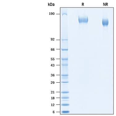 2 μg/lane of Recombinant SARS-CoV-2 B.1.1.7 Spike His-tag (Catalog # 10748-CV) was resolved with SDS-PAGE under reducing (R) and non-reducing (NR) conditions and visualized by Coomassie® Blue staining, showing bands at 148-166 kDa.