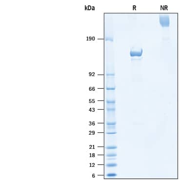 2 μg/lane of Recombinant Human CACHD1 Fc Chimera Protein (Catalog # 10749-CA) was resolved with SDS-PAGE under reducing (R) and non-reducing (NR) conditions and visualized by Coomassie® Blue staining, showing bands at 133-147 kDa and 260-300 kDa, respectively.