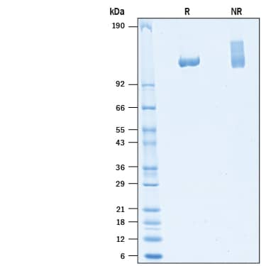 2 μg/lane of Recombinant Human CACHD1 His-tag (Catalog # 10750-CA) was resolved with SDS-PAGE under reducing (R) and non-reducing (NR) conditions and visualized by Coomassie® Blue staining, showing bands at 113-127 kDa and 110-160 kDa, respectively.