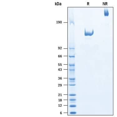 2 μg/lane of Recombinant Mouse CACHD1 Fc Chimera (Catalog # 10754-CA) was resolved with SDS-PAGE under reducing (R) and non-reducing (NR) conditions and visualized by Coomassie® Blue staining, showing bands at 130-144 kDa and 250-300 kDa, respectively.