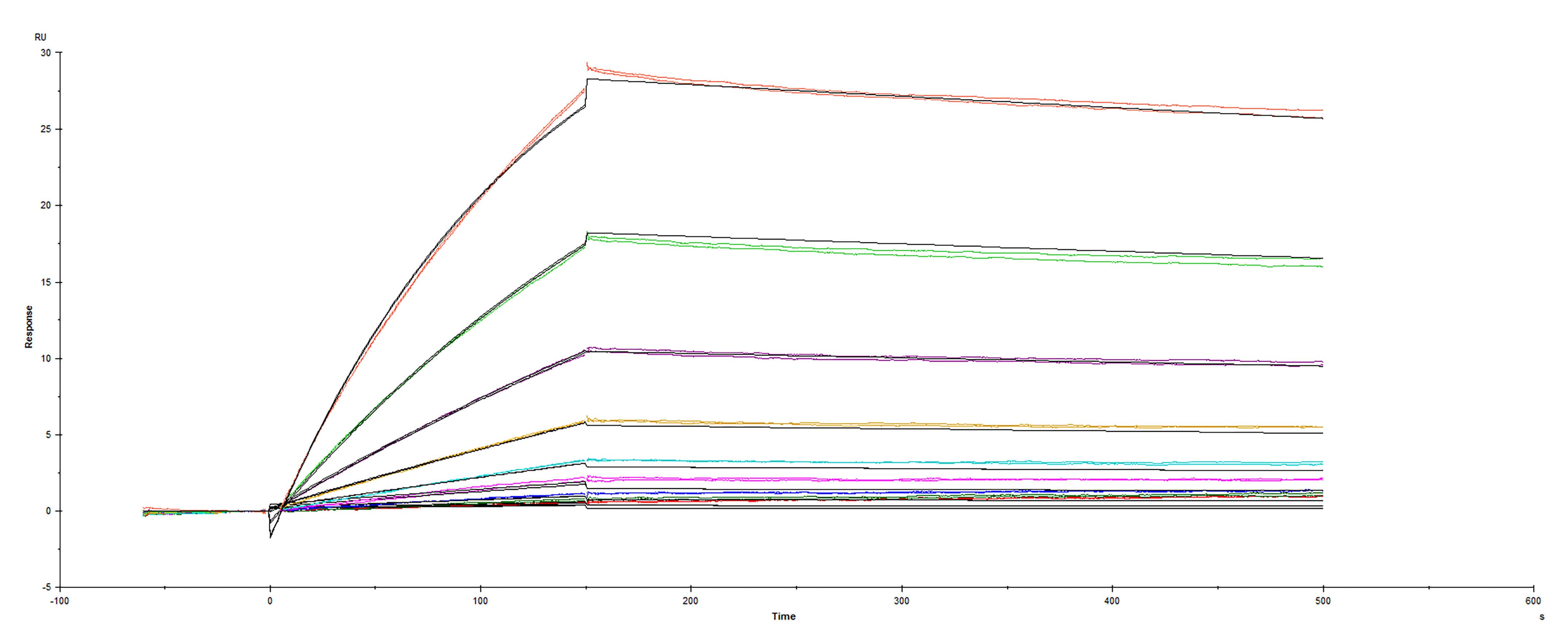 Recombinant SARS-CoV-2 Brazilian variant P.1 Spike RBD His-tag was immobilized on a Biacore Sensor Chip CM5, and binding to recombinant human ACE-2 (933-ZN) was measured at a concentration range between 0.18 nM and 47.2 nM. The double-referenced sensorgram was fit to a 1:1 binding model to determine the binding kinetics and affinity, with an affinity constant of KD= 1.625 nM.