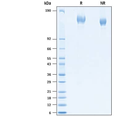 2 μg/lane of Recombinant SARS-CoV-2 B.1.351 Spike His-tag (Catalog # 10777-CV) was resolved with SDS-PAGE under reducing (R) and non-reducing (NR) conditions and visualized by Coomassie® Blue staining, showing bands at 133-164 kDa.