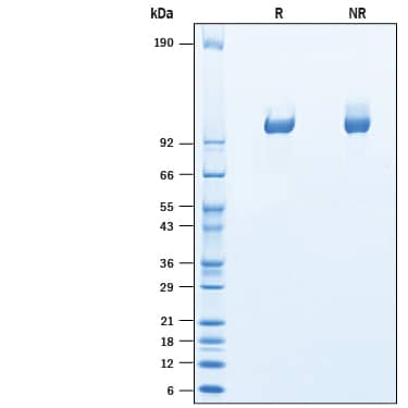 2 μg/lane of Recombinant Canine Tie-2 His-tag (Catalog # 10781-T2) was resolved with SDS-PAGE under reducing (R) and non-reducing (NR) conditions and visualized by Coomassie® Blue staining, showing bands at 95-105 kDa.