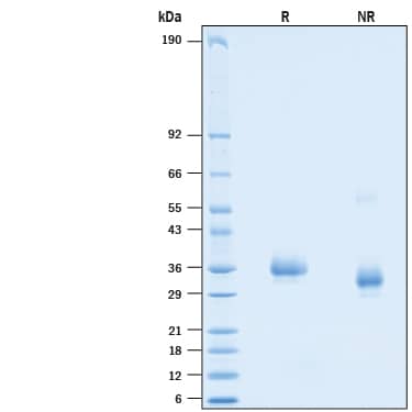 2 μg/lane of Recombinant SARS-CoV-2 L452R Spike RBD His-tag (Catalog # 10787-CV) was resolved with SDS-PAGE under reducing (R) and non-reducing (NR) conditions and visualized by Coomassie® Blue staining, showing bands at 31-38 kDa.
