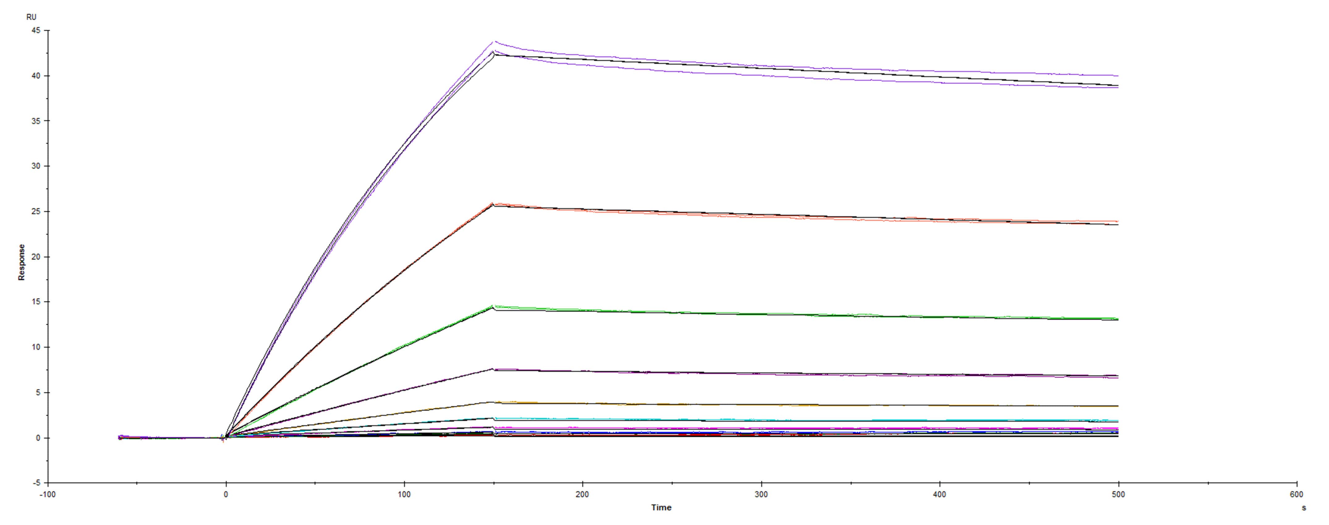 Recombinant SARS-CoV-2 CAL.20C variant Spike RBD protein His-tag was immobilized on a Biacore Sensor Chip CM5, and binding to recombinant human ACE-2 (933-ZN) was measured at a concentration range between 0.092 nM and 47.2 nM. The double-referenced sensorgram was fit to a 1:1 binding model to determine the binding kinetics and affinity, with an affinity constant of KD= 1.874 nM.