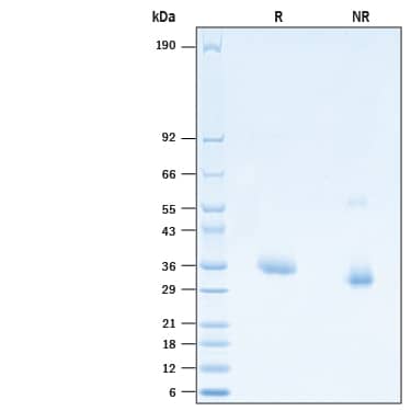 2 μg/lane of Recombinant SARS-CoV-2 E484L N501Y Spike RBD His-tag (Catalog # 10788-CV) was resolved with SDS-PAGE under reducing (R) and non-reducing (NR) conditions and visualized by Coomassie® Blue staining, showing bands at 32-40 kDa.