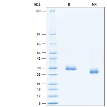 2 μg/lane of Recombinant SARS-CoV-2 E406W Spike RBD His-tag Protein (Catalog # 10793-CV) was resolved with SDS-PAGE under reducing (R) and non-reducing (NR) conditions and visualized by Coomassie® Blue staining, showing bands at 33-37 kDa.
