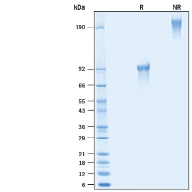 SDS-PAGE CD300LG/Nepmucin [Unconjugated]