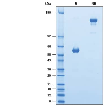 2 μg/lane of Recombinant Human PILR-alpha Fc Chimera (Catalog # 10802-PR) was resolved with SDS-PAGE under reducing (R) and non-reducing (NR) conditions and visualized by Coomassie® Blue staining, showing bands at 57-64 kDa and 114-128 kDa, respectively.