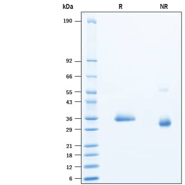2 μg/lane of Recombinant SARS-CoV-2 G446V Spike RBD His-tag (Catalog # 10809-CV) was resolved with SDS-PAGE under reducing (R) and non-reducing (NR) conditions and visualized by Coomassie® Blue staining, showing bands at 32-38 kDa.