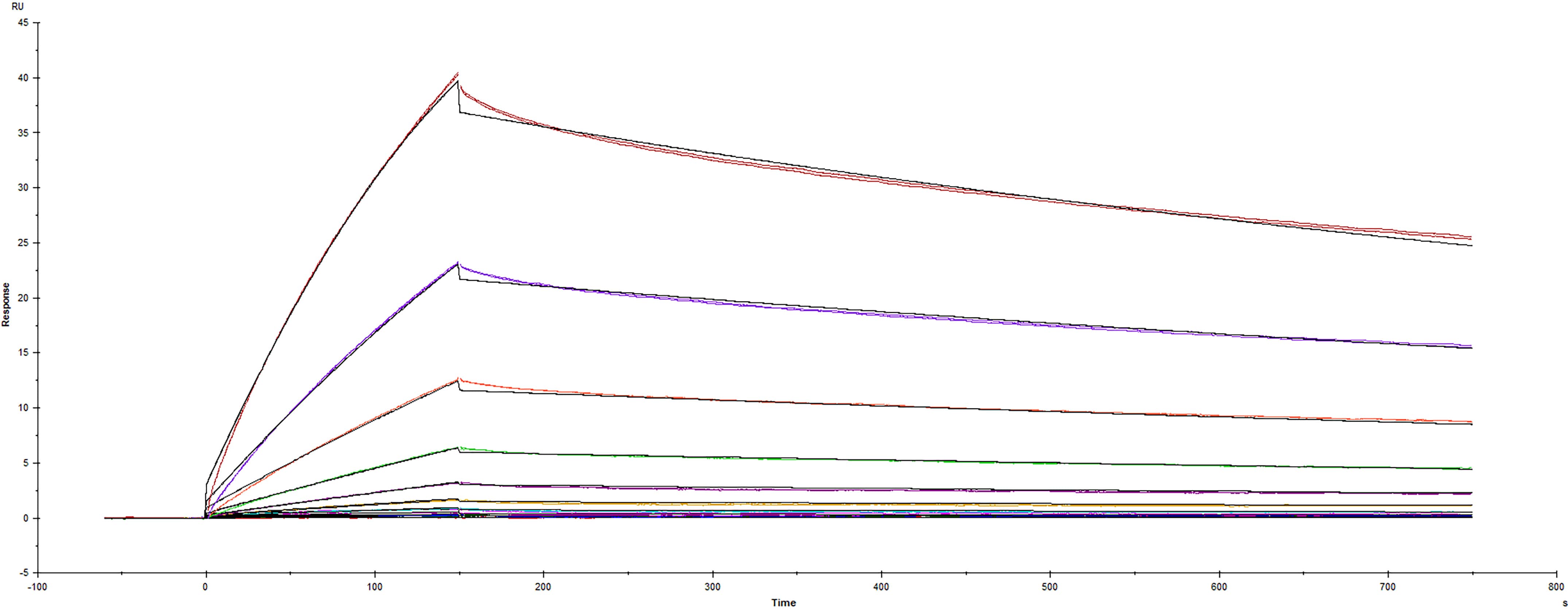 Recombinant SARS-CoV-2 Spike RBD protein G446V His-tag was immobilized on a Biacore Sensor Chip CM5, and binding to recombinant human ACE-2 (933-ZN) was measured at a concentration range between 0.046 nM and 47.2 nM. The double-referenced sensorgram was fit to a 1:1 binding model to determine the binding kinetics and affinity, with an affinity constant of KD= 3.555 nM.