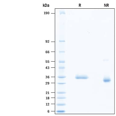 2 μg/lane of Recombinant SARS-CoV-2 G446I Spike RBD His-tag (Catalog # 10810-CV) was resolved with SDS-PAGE under reducing (R) and non-reducing (NR) conditions and visualized by Coomassie® Blue staining, showing bands at 32-38 kDa.