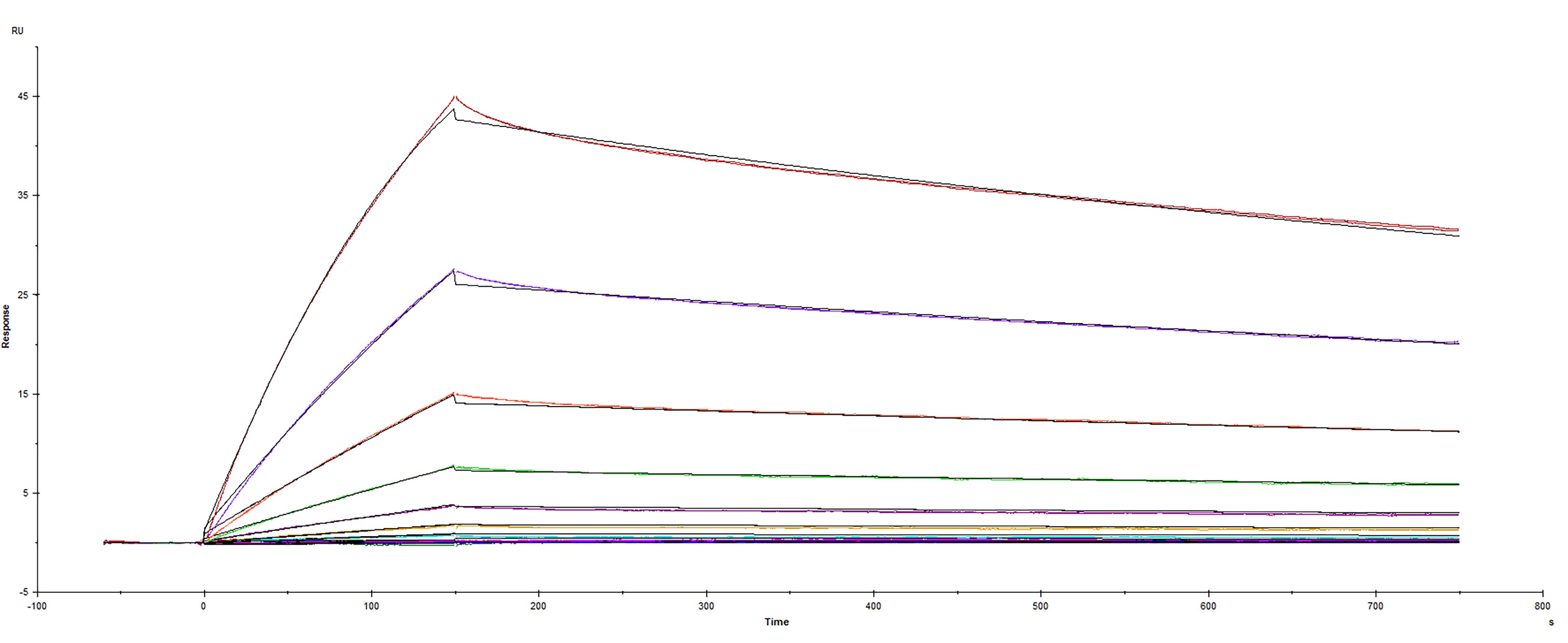 Recombinant SARS-CoV-2 Spike RBD protein G446I mutation His-tag was immobilized on a Biacore Sensor Chip CM5, and binding to recombinant human ACE-2 (933-ZN) was measured at a concentration range between 0.046 nM and 47.2 nM. The double-referenced sensorgram was fit to a 1:1 binding model to determine the binding kinetics and affinity, with an affinity constant of KD= 2.12 nM.