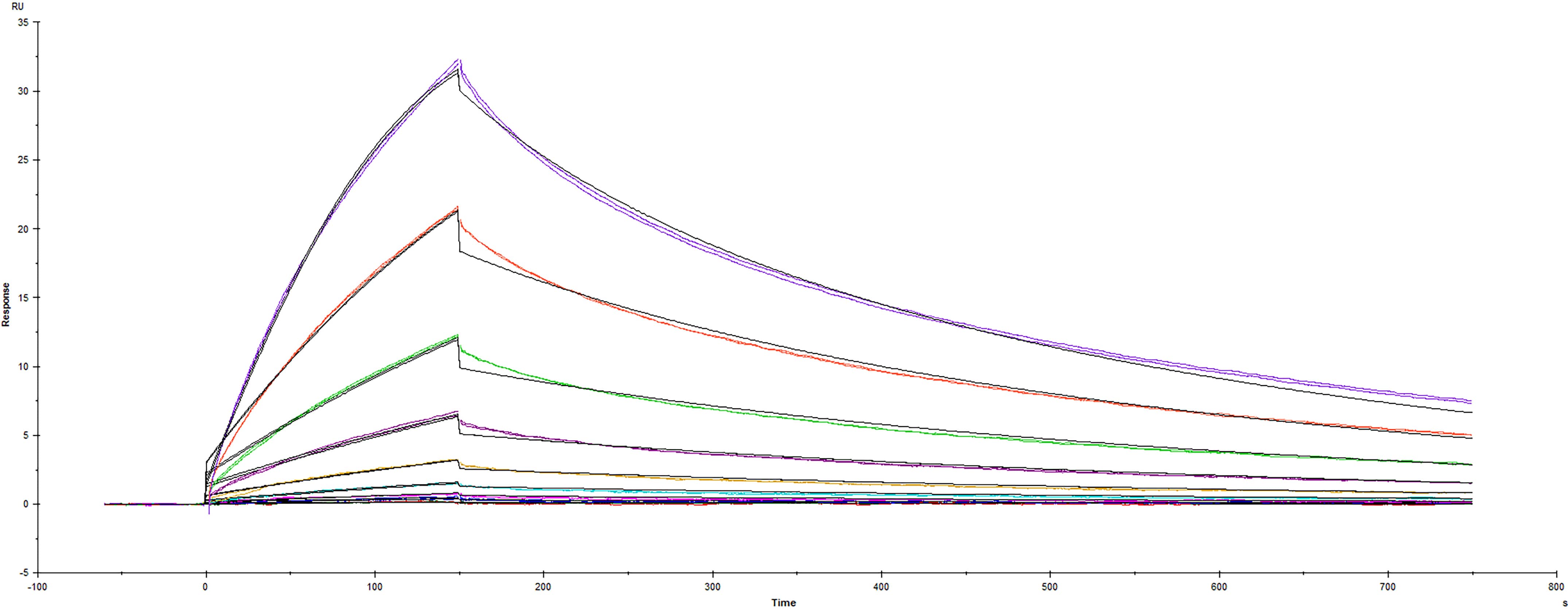 Recombinant SARS-CoV-2 Spike protein RBD mutant with Y489H His-tag (Catalog # 10811-CV) was immobilized on a Biacore Sensor Chip CM5, and binding to recombinant human ACE-2 (933-ZN) was measured at a concentration range between  0.184 nM and 377 nM. The double-referenced sensorgram was fit to a 1:1 binding model to determine the binding kinetics and affinity, with an affinity constant of KD=81.2 nM.