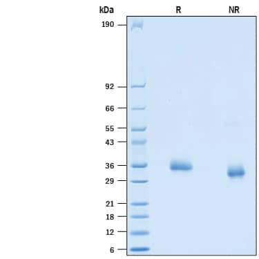 2 μg/lane of Recombinant SARS-CoV-2 K444Q Spike RBD His-tag (Catalog # 10814-CV) was resolved with SDS-PAGE under reducing (R) and non-reducing (NR) conditions and visualized by Coomassie® Blue staining, showing bands at 32-38 kDa.