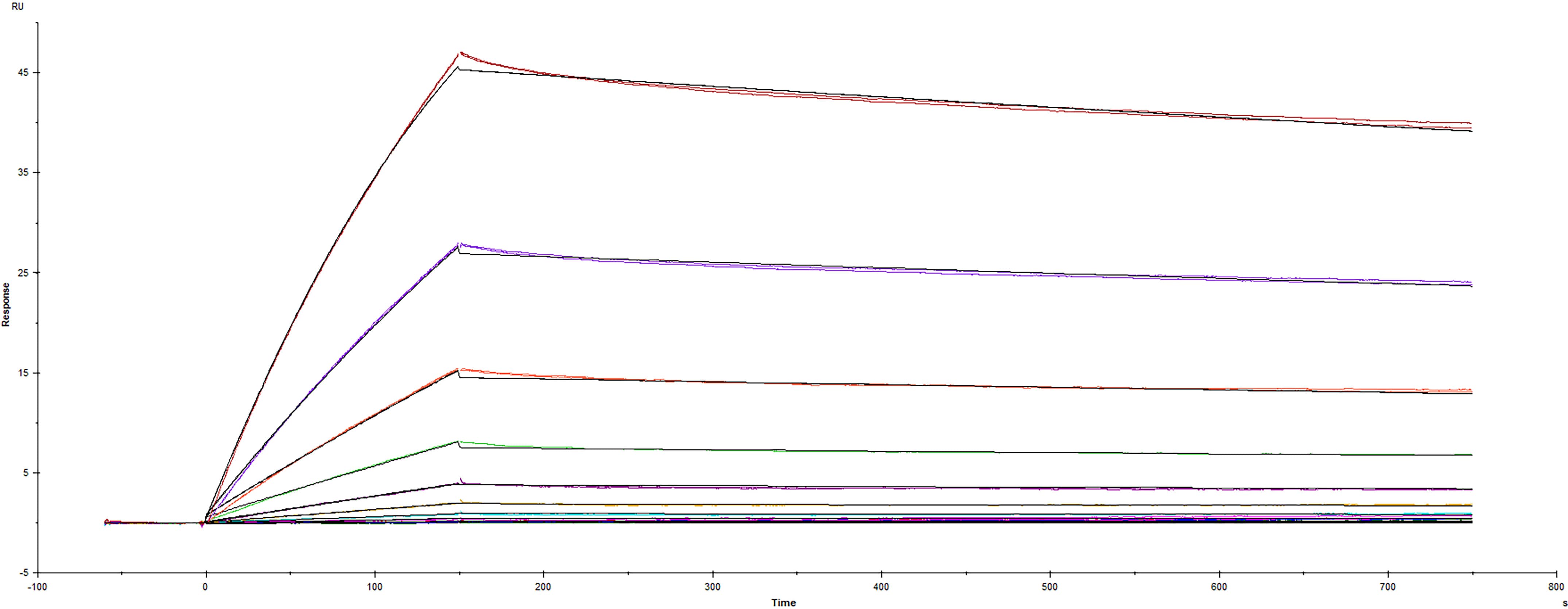 Recombinant SARS-CoV-2 Spike RBD K444Q mutant protein His-tag (Catalog # 10814-CV) was immobilized on a Biacore Sensor Chip CM5, and binding to recombinant human ACE-2 (933-ZN) was measured at a concentration range between 0.046 nM and 47.2 nM. The double-referenced sensorgram was fit to a 1:1 binding model to determine the binding kinetics and affinity, with an affinity constant of KD=1.39 nM. (Biacore T200).