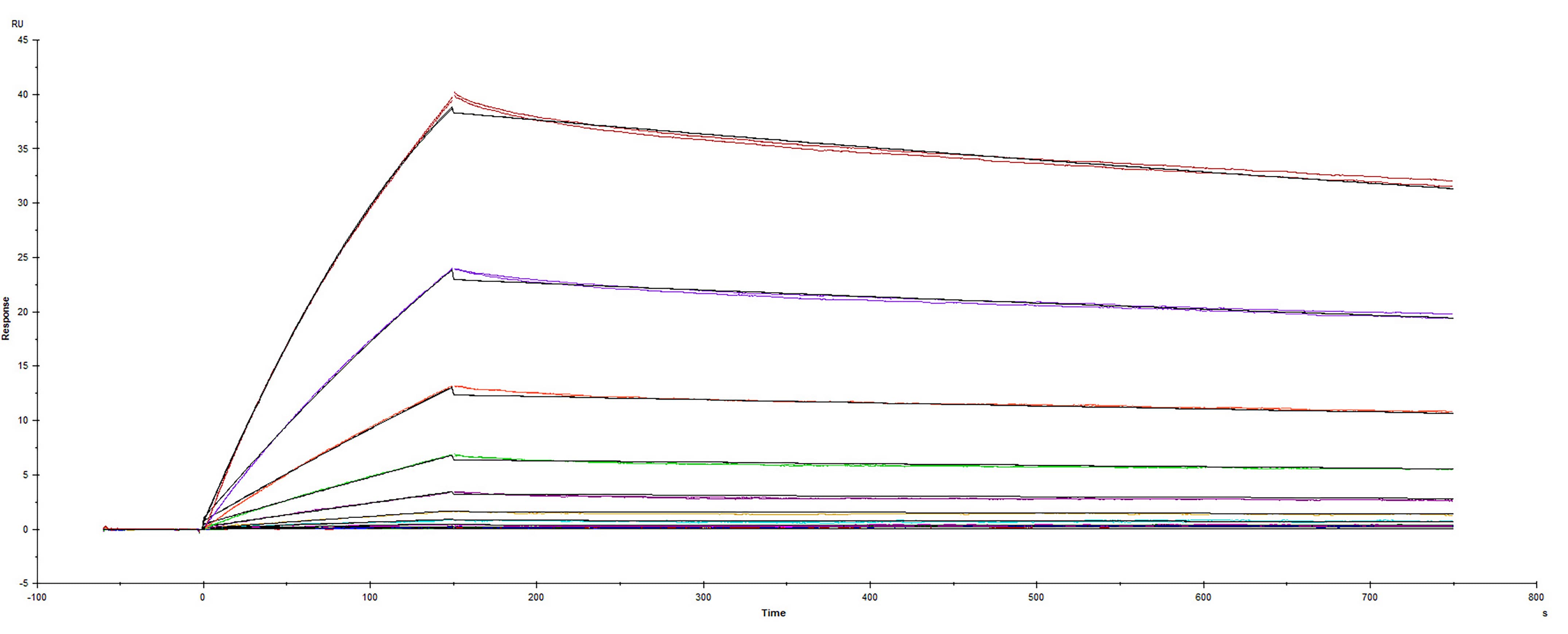 Recombinant SARS-CoV-2 Spike RBD protein F490S His-tag was immobilized on a Biacore Sensor Chip CM5, and binding to recombinant human ACE-2 (933-ZN) was measured at a concentration range between 0.046 nM and 47.2 nM. The double-referenced sensorgram was fit to a 1:1 binding model to determine the binding kinetics and affinity, with an affinity constant of KD= 1.52 nM.