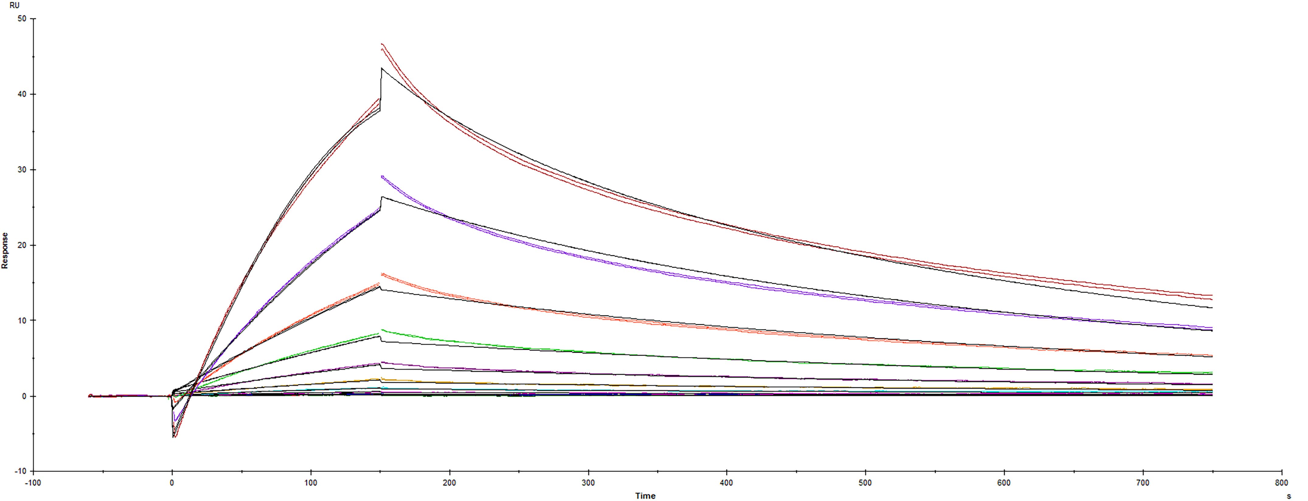 Recombinant SARS-CoV-2 Spike RBD Protein K417E mutant His-tag (Catalog # 10816-CV) was immobilized on a Biacore Sensor Chip CM5, and binding to recombinant human ACE-2 (933-ZN) was measured at a concentration range between 0.184 nM and 189 nM. The double-referenced sensorgram was fit to a 1:1 binding model to determine the binding kinetics and affinity, with an affinity constant of KD=35.9 nM.