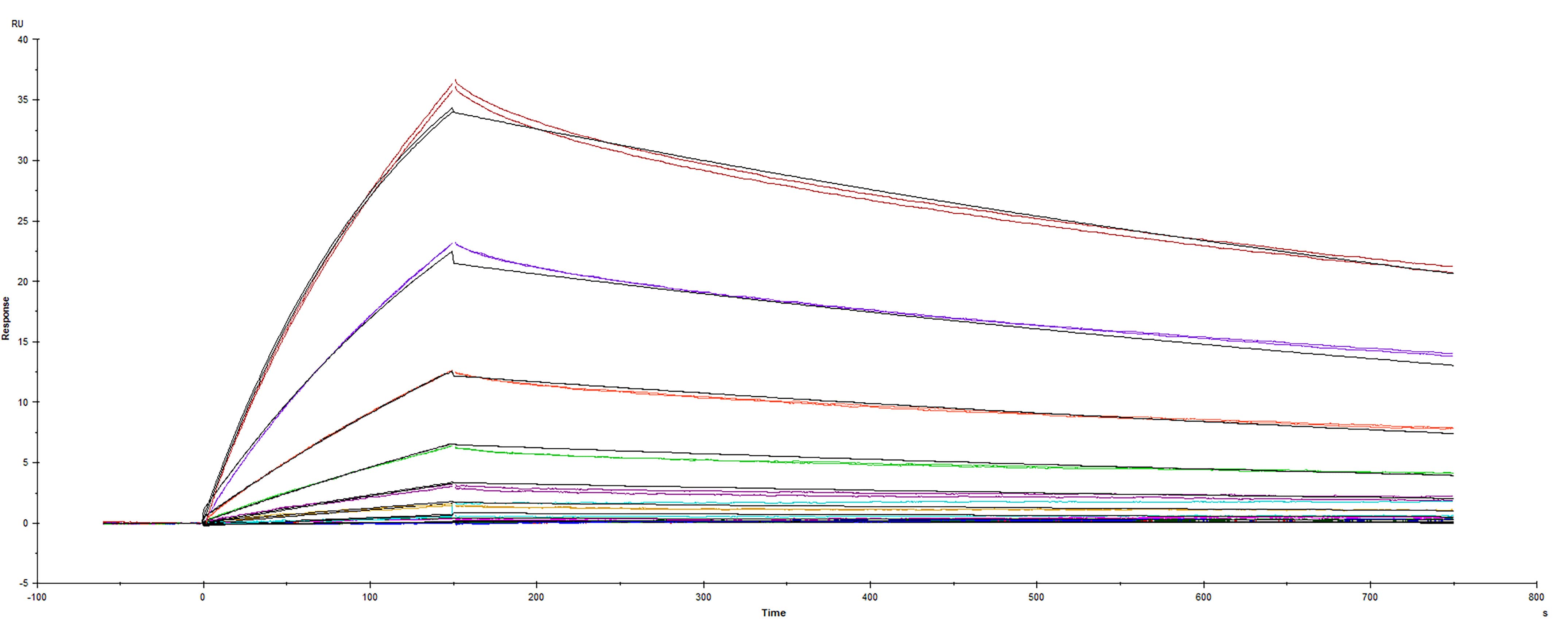 Recombinant SARS-CoV-2 Spike RBD protein L455F His-tag was immobilized on a Biacore Sensor Chip CM5, and binding to recombinant human ACE-2 (933-ZN) was measured at a concentration range between 0.046 nM and 47.2 nM. The double-referenced sensorgram was fit to a 1:1 binding model to determine the binding kinetics and affinity, with an affinity constant of KD= 5.24 nM.