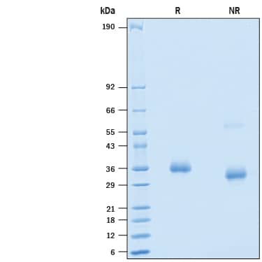 2 μg/lane of Recombinant SARS-CoV-2 N440D Spike RBD His-tag Protein (Catalog # 10823-CV) was resolved with SDS-PAGE under reducing (R) and non-reducing (NR) conditions and visualized by Coomassie® Blue staining, showing bands at 33-39 kDa.