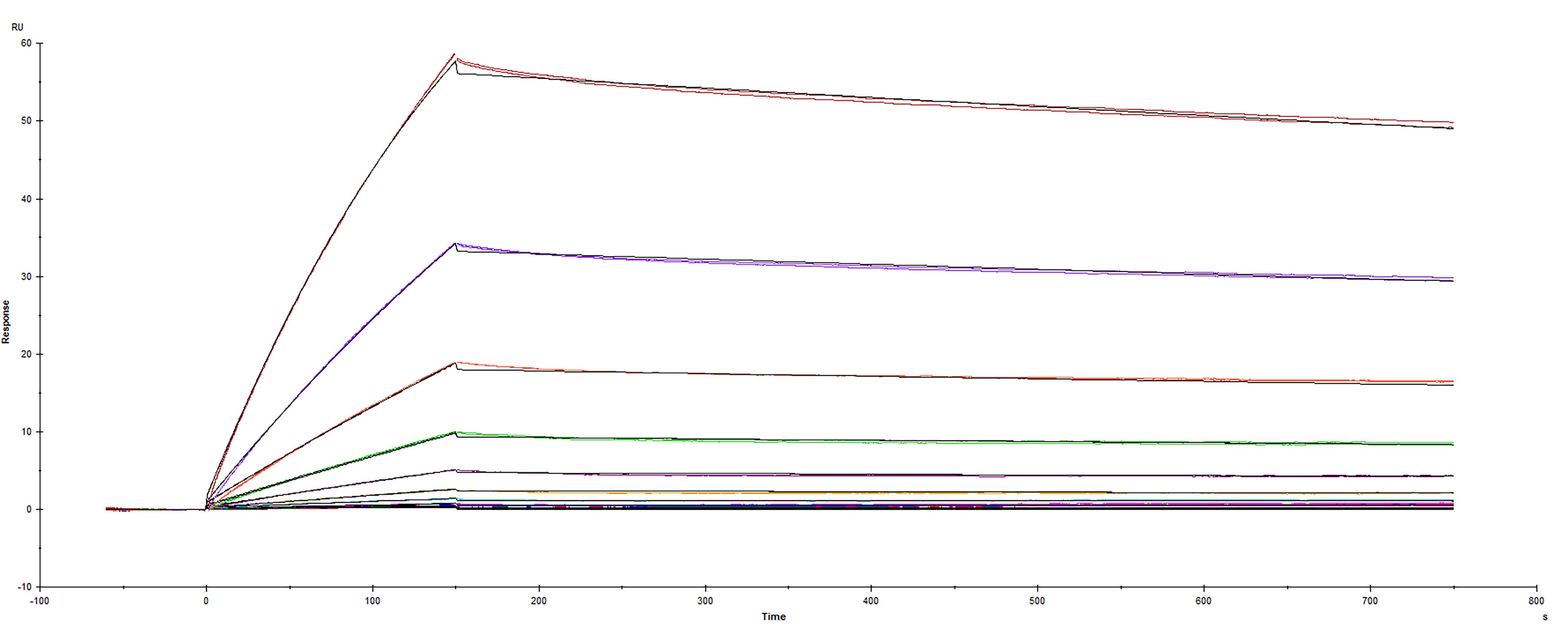 Recombinant SARS-CoV-2 Spike RBD protein N440D mutant His-tag (Catalog # 10823-CV) was immobilized on a Biacore Sensor Chip CM5, and binding to recombinant human ACE-2 (933-ZN) was measured at a concentration range between 0.046 nM and 47.2 nM. The double-referenced sensorgram was fit to a 1:1 binding model to determine the binding kinetics and affinity, with an affinity constant of KD=1.50 nM.