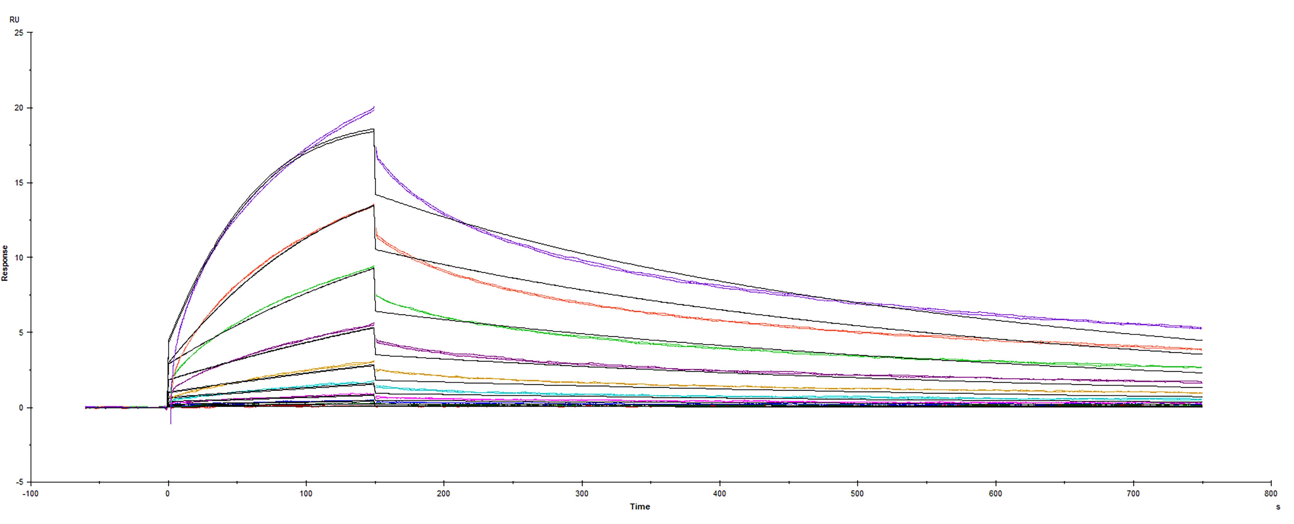 Recombinant SARS-CoV-2 Spike RBD Protein V367F E484K Mutant His-tag (Catalog # 10825-CV) was immobilized on a Biacore Sensor Chip CM5, and binding to recombinant human ACE-2 (933-ZN) was measured at a concentration range between 0.369 nM and 189 nM. The double-referenced sensorgram was fit to a 1:1 binding model to determine the binding kinetics and affinity, with an affinity constant of KD=21 nM.