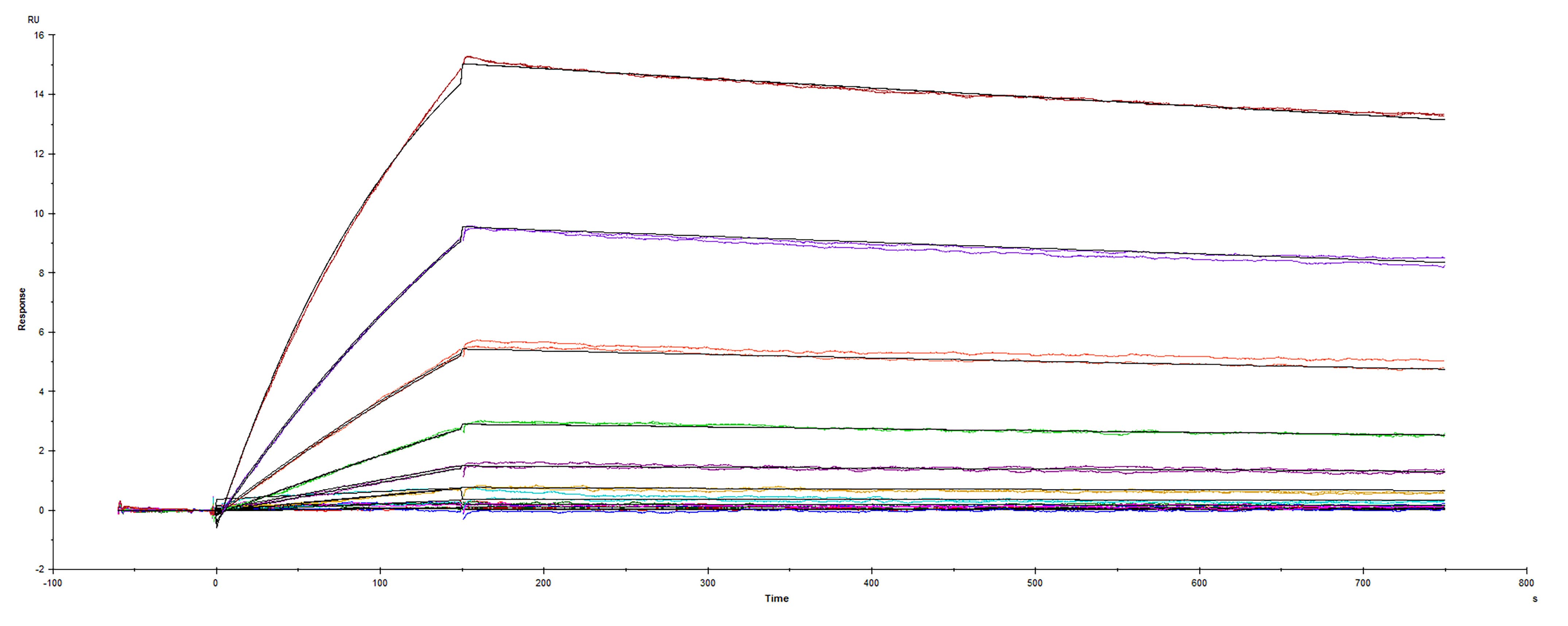 Recombinant SARS-CoV-2 Spike RBD protein B.1.324.1 variant His-tag was immobilized on a Biacore Sensor Chip CM5, and binding to recombinant human ACE-2 (933-ZN) was measured at a concentration range between 0.046 nM and 47.2 nM. The double-referenced sensorgram was fit to a 1:1 binding model to determine the binding kinetics and affinity, with an affinity constant of KD= 1.413 nM.
