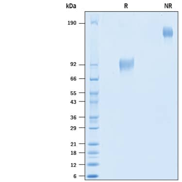 2 μg/lane of Recombinant Human Embigin/EMB Fc Chimera (Catalog # 10832-EM) was resolved with SDS-PAGE under reducing (R) and non-reducing (NR) conditions and visualized by Coomassie® Blue staining, showing bands at 85-100 kDa and 170-200 kDa, respectively.