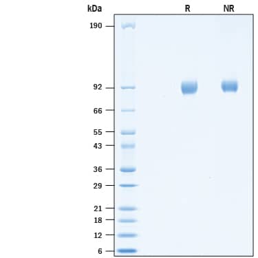 2 μg/lane of Recombinant Cynomolgus Monkey/Rhesus Macaque Neprilysin/CD10 His-tag Protein (Catalog # 10834-ZN) was resolved with SDS-PAGE under reducing (R) and non-reducing (NR) conditions and visualized by Coomassie® Blue staining, showing bands at 86-95 kDa.