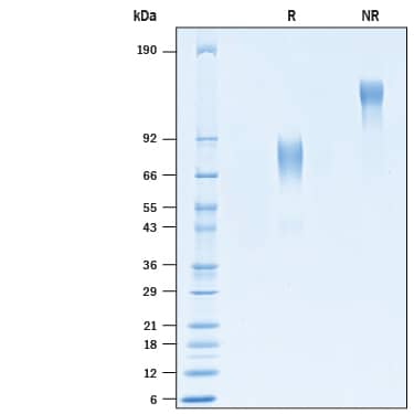 SDS-PAGE MICL/CLEC12A [Unconjugated]