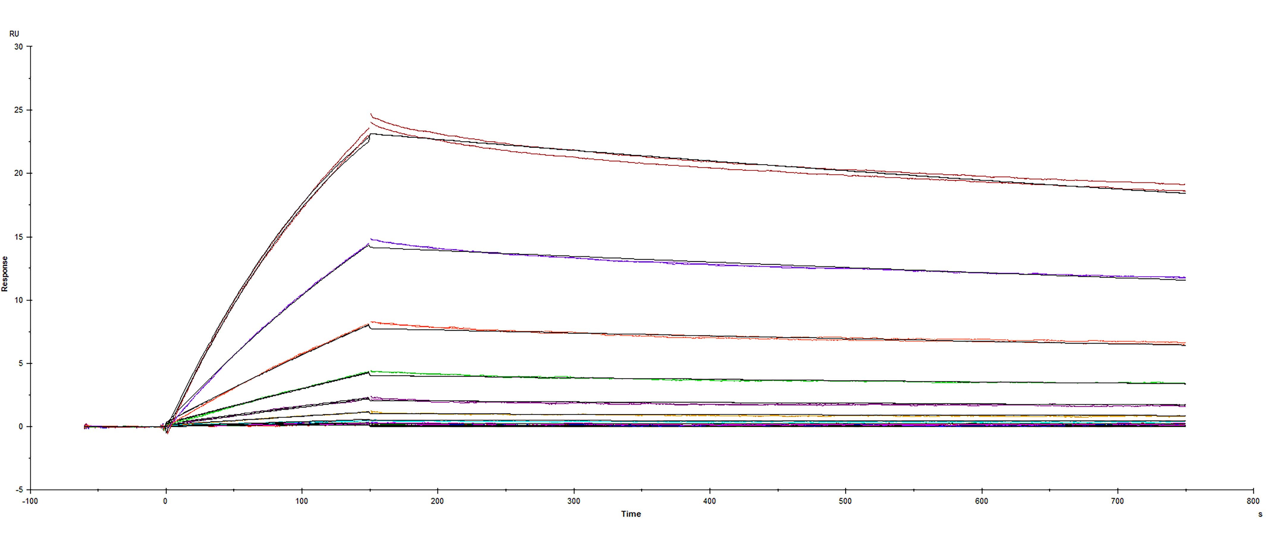 Recombinant SARS-CoV-2 B.1.617.1 India variant double mutant L452R E484Q Spike RBD protein was immobilized on a Biacore Sensor Chip CM5, and binding to recombinant human ACE-2 (933-ZN) was measured at a concentration range between 0.046 nM and 47.2 nM. The double-referenced sensorgram was fit to a 1:1 binding model to determine the binding kinetics and affinity, with an affinity constant of KD= 1.903 nM.