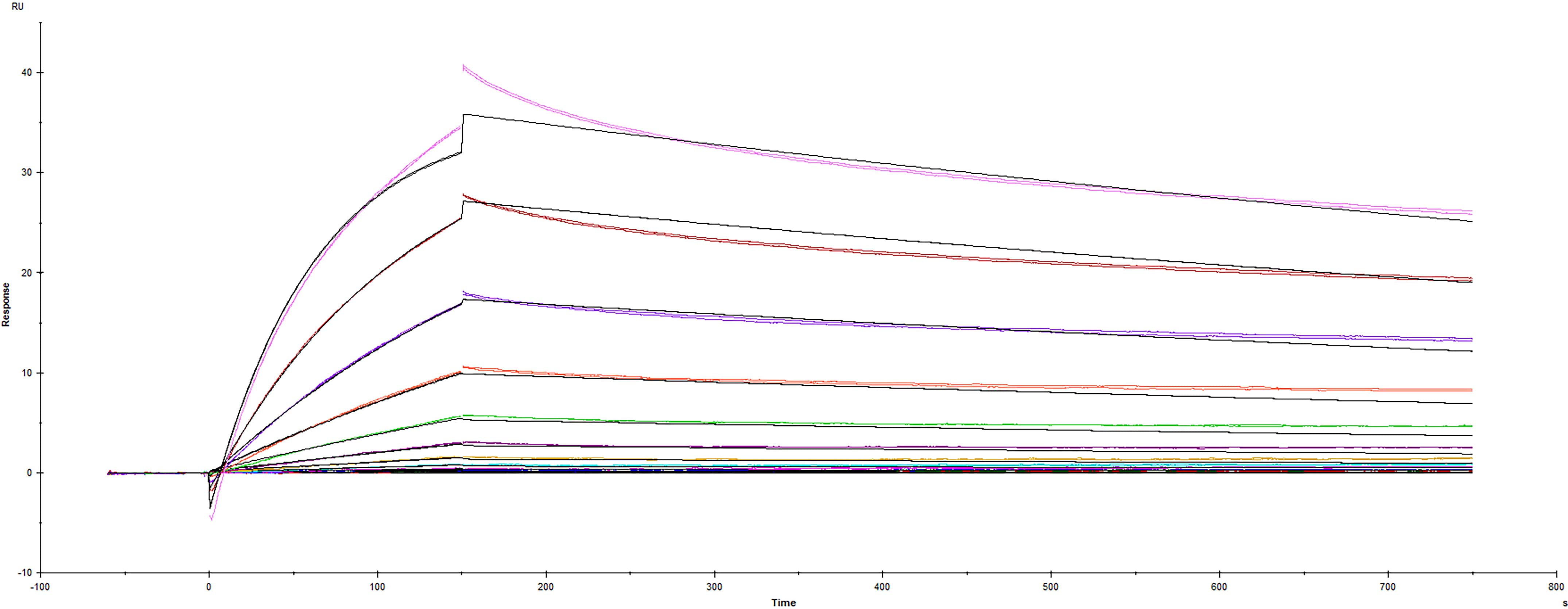 Recombinant SARS-CoV-2 B.1.1.318 variant Spike protein His-tag (Catalog #10856-CV) was immobilized on a Biacore Sensor Chip CM5, and binding to recombinant human ACE-2 (933-ZN) was measured at a concentration range between 0.046 nM and 94.3 nM. The double-referenced sensorgram was fit to a 1:1 binding model to determine the binding kinetics and affinity, with an affinity constant of KD=3.60 nM.