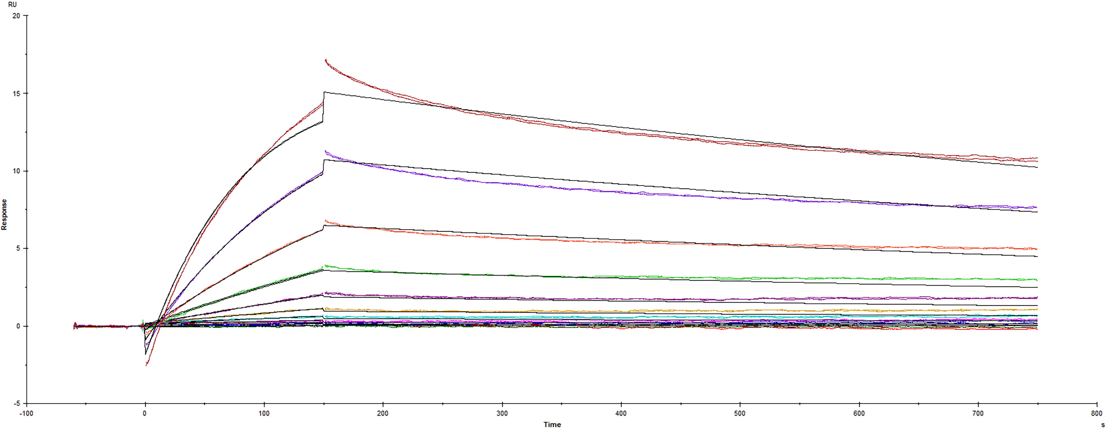 Recombinant SARS-CoV-2 A.23.1 variant with E484K Spike protein His-tag (Catalog #10860-CV) was immobilized on a Biacore Sensor Chip CM5, and binding to recombinant human ACE-2 (933-ZN) was measured at a concentration range between 0.046 nM and 47.2 nM. The double-referenced sensorgram was fit to a 1:1 binding model to determine the binding kinetics and affinity, with an affinity constant of KD=2.29 nM.