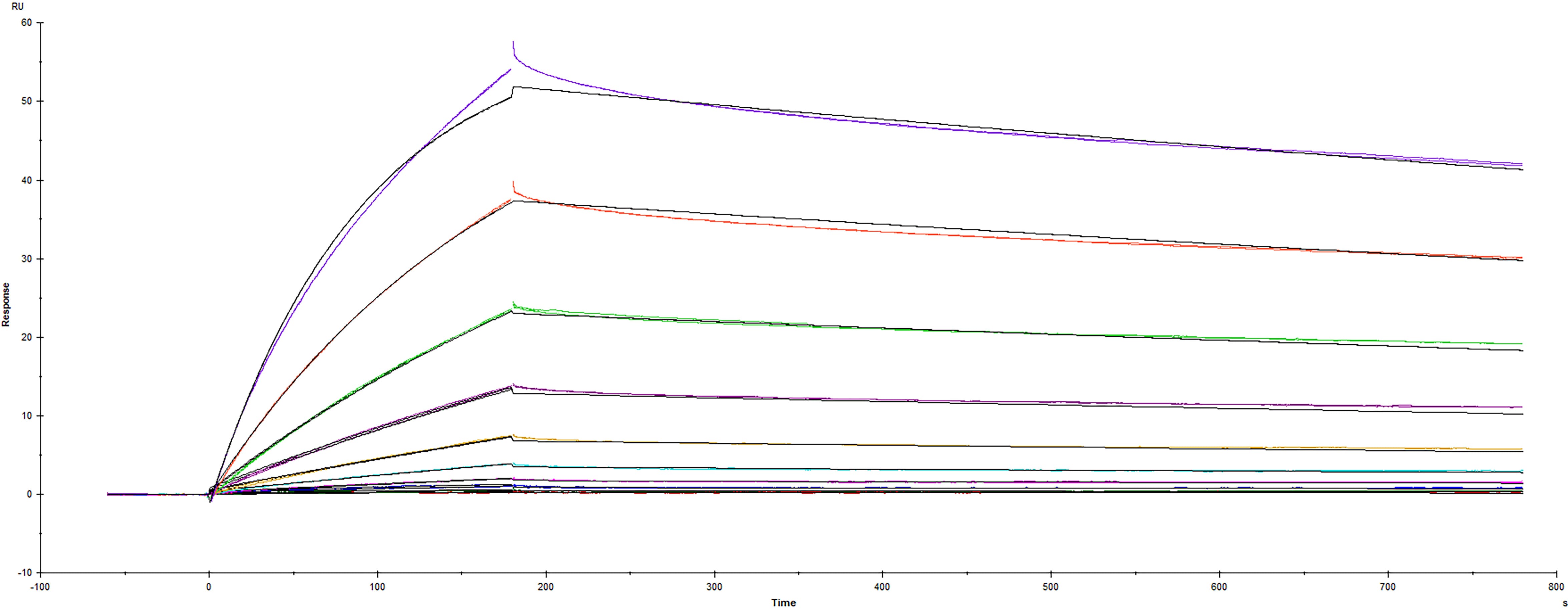 Recombinant SARS-CoV-2 Spike RBD protein T478K mutant His-tag (Catalog # 10875-CV) was immobilized on a Biacore Sensor Chip CM5, and binding to recombinant human ACE-2 (933-ZN) was measured at a concentration range between 0.184 nM and 94.3 nM. The double-referenced sensorgram was fit to a 1:1 binding model to determine the binding kinetics and affinity, with an affinity constant of KD=3.36 nM.