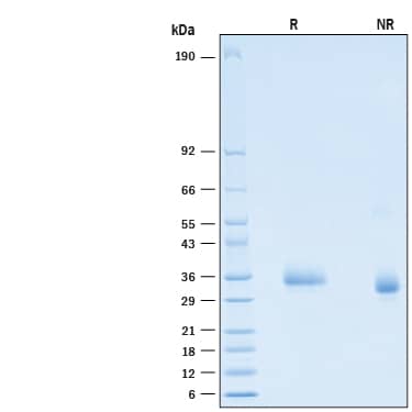 2 μg/lane of Recombinant SARS-CoV-2 B.1.617.2 Spike RBD His-tag Protein (Catalog # 10876-CV) was resolved with SDS-PAGE under reducing (R) and non-reducing (NR) conditions and visualized by Coomassie® Blue staining, showing bands at 30-37 kDa.