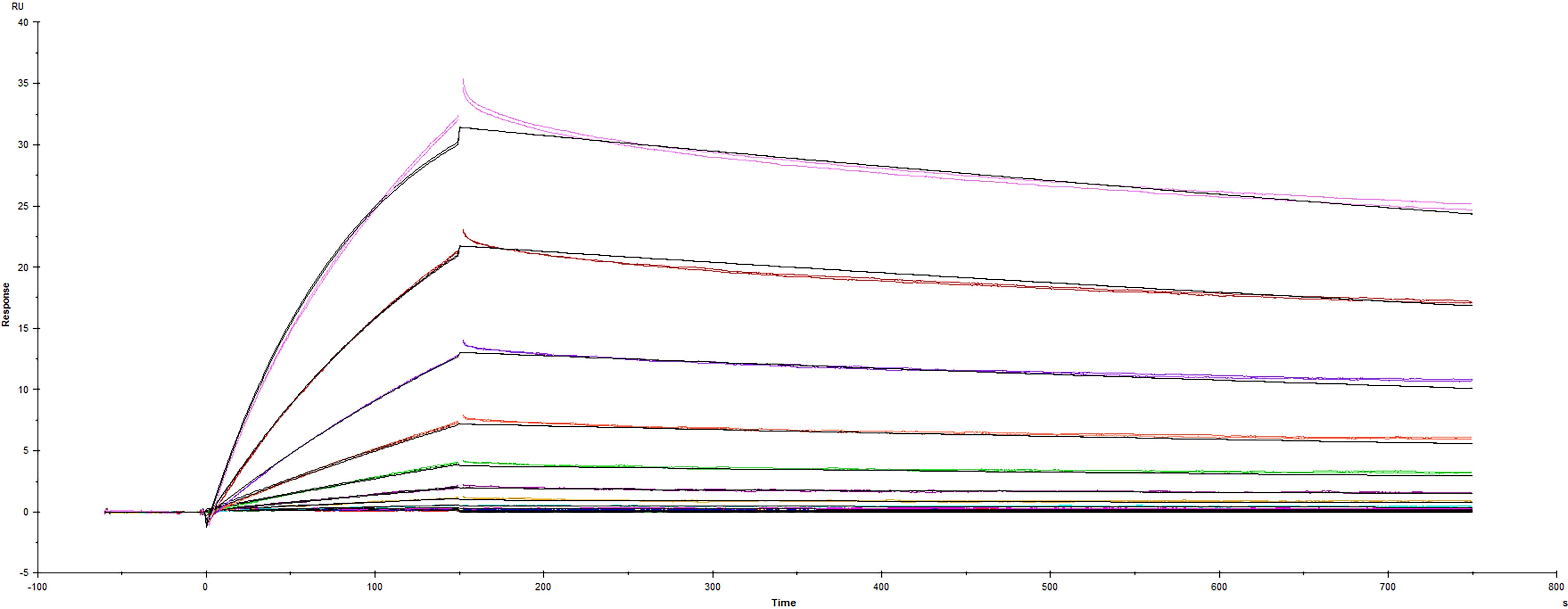Recombinant SARS-CoV-2 B.1.617.2 Delta variant Spike protein RBD His-tag (Catalog # 10876-CV) was immobilized on a Biacore Sensor Chip CM5, and binding to recombinant human ACE-2 (933-ZN) was measured at a concentration range between 0.046 nM and 94.3 nM. The double-referenced sensorgram was fit to a 1:1 binding model to determine the binding kinetics and affinity, with an affinity constant of KD=3.66 nM.