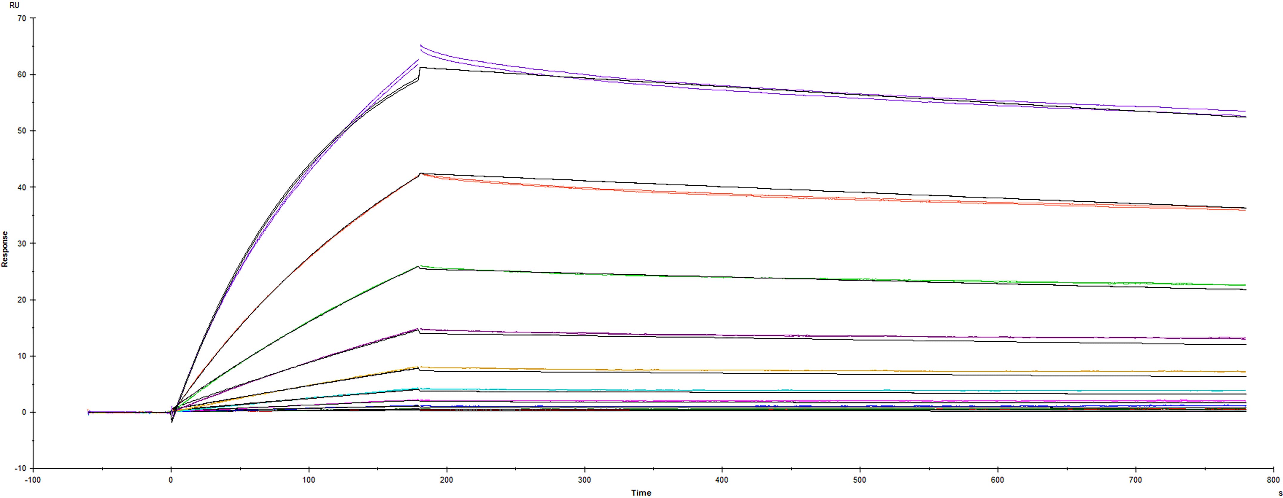 Recombinant SARS-CoV-2 Spike RBD protein L452Q F490S mutant His-tag (Catalog # 10880-CV) was immobilized on a Biacore Sensor Chip CM5, and binding to recombinant human ACE-2 (933-ZN) was measured at a concentration range between 0.184 nM and 94.3 nM. The double-referenced sensorgram was fit to a 1:1 binding model to determine the binding kinetics and affinity, with an affinity constant of KD=2.68 nM.