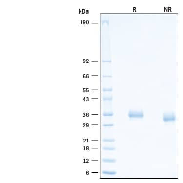 2 μg/lane of Recombinant SARS-CoV-2 C.36.3 Spike RBD His-tag Protein (Catalog # 10881-CV) was resolved with SDS-PAGE under reducing (R) and non-reducing (NR) conditions and visualized by Coomassie® Blue staining, showing bands at 32-38 kDa.