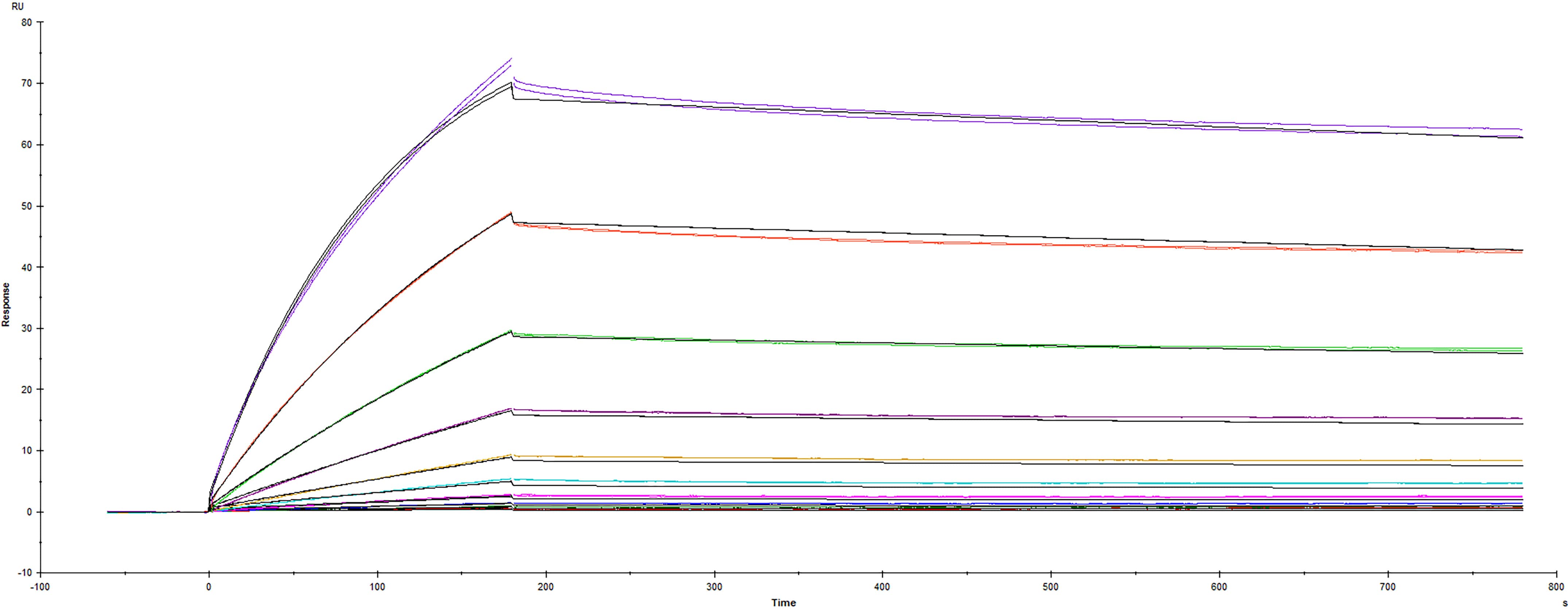Recombinant SARS-CoV-2 Spike RBD protein R346S L452R mutant His-tag (Catalog # 10881-CV) was immobilized on a Biacore Sensor Chip CM5, and binding to recombinant human ACE-2 (933-ZN) was measured at a concentration range between 0.184 nM and 94.3 nM. The double-referenced sensorgram was fit to a 1:1 binding model to determine the binding kinetics and affinity, with an affinity constant of KD=1.65 nM.