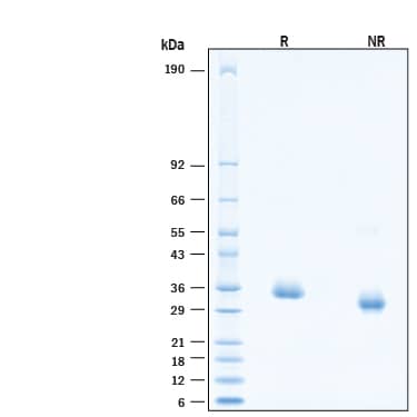 2 μg/lane of Recombinant SARS-CoV-2 AV.1 Spike RBD His-tag Protein (Catalog # 10882-CV) was resolved with SDS-PAGE under reducing (R) and non-reducing (NR) conditions and visualized by Coomassie® Blue staining, showing bands at 30-36 kDa.
