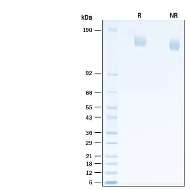 2 μg/lane of Recombinant SARS-CoV-2 B.1.1.519 Spike (GCN4-IZ) His-tag Protein (Catalog # 10883-CV) was resolved with SDS-PAGE under reducing (R) and non-reducing (NR) conditions and visualized by Coomassie® Blue staining, showing bands at 150-170 kDa.